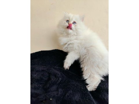 Dişi british longhair yavruma da yuva aranıyorum