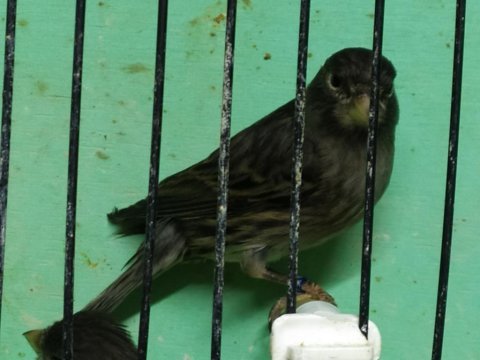Kara elmas siyah zeytin kanarya