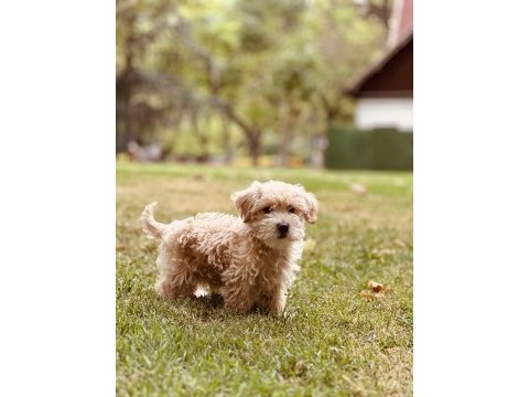 Toy poodle apricot