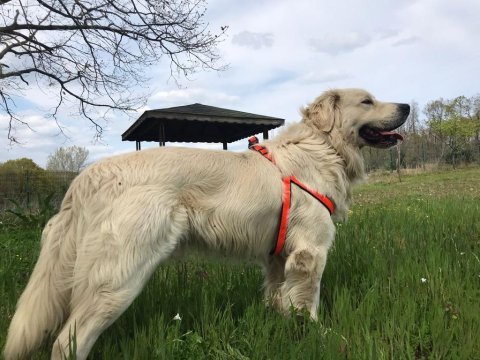 Golden retriever acil yuva