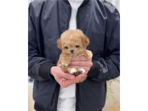 Show duzeydekı toy poodle bebeklerım