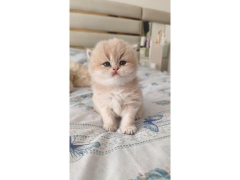 Özel renk chocolate golden british longhair