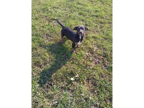 Rus pinscher kırması