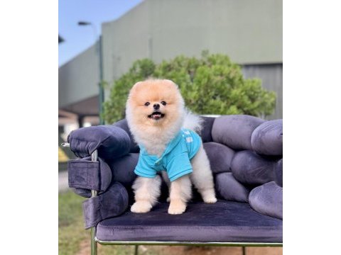 Pomeranian boo gülen surat arayanlara