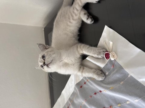 British shorthair kedisi