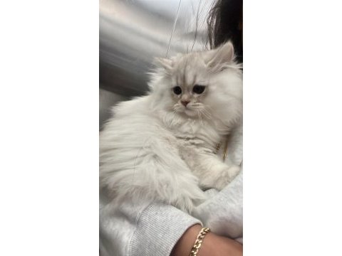 Masrafsız scr li a kalite