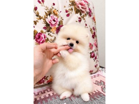 Ayı surat pomeranian boo