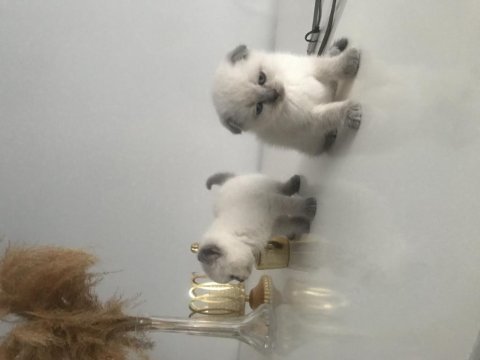 Güzel scottish fold bebekler yeni yuvalarını arıyor