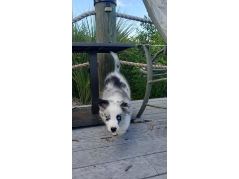 Şecereli erkek border collie yavrusu