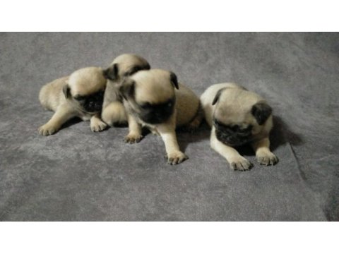 Anne altından pug veteriner güvencesinde