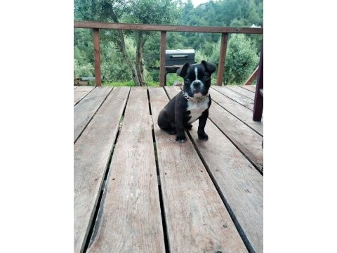 Dişi eğitimli 60 günlük french bulldog efsane ırk!