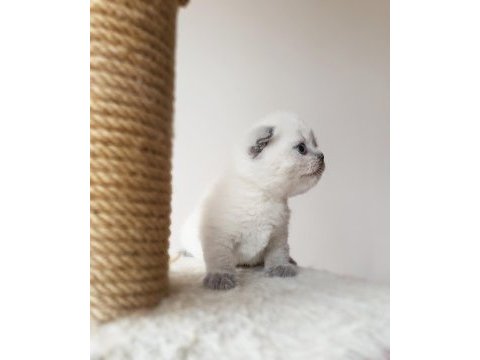 Scottish fold dişi kedimiz