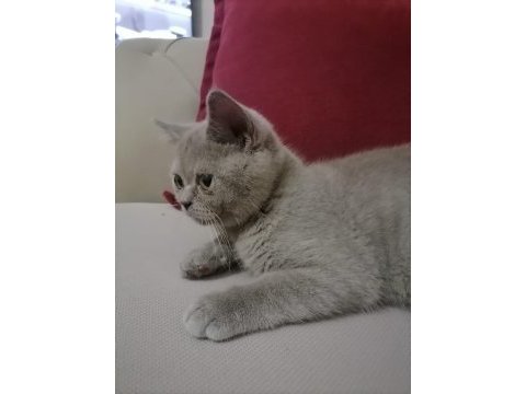 Erkek kedi