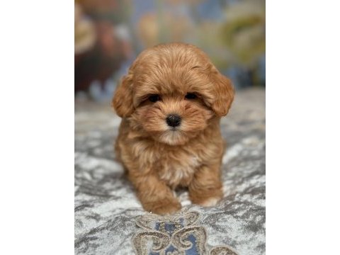 Toy poodle kalitesinde maltipoo yavruları 