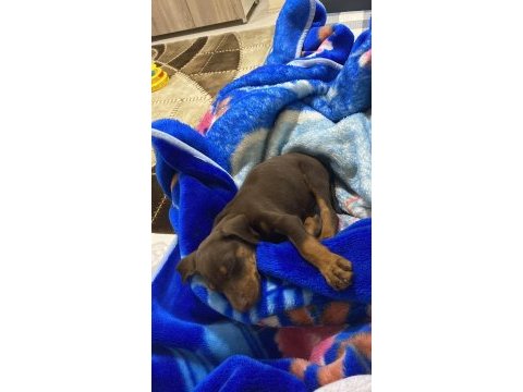 50 günlük yavru doberman dişi