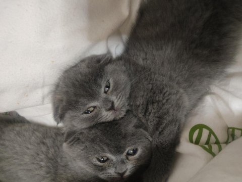 Scottish fold yavrular