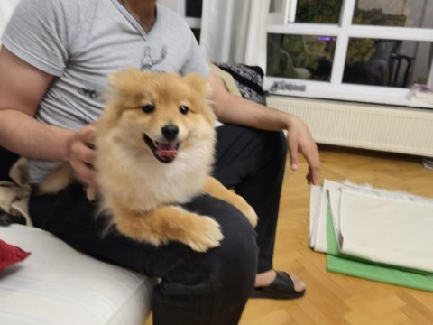 6 aylık pomeranian yavrusu