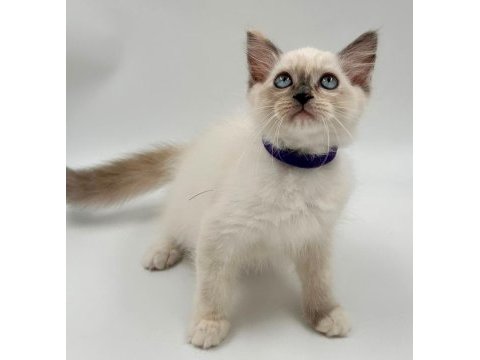 Safkan ragdoll yavrularımız