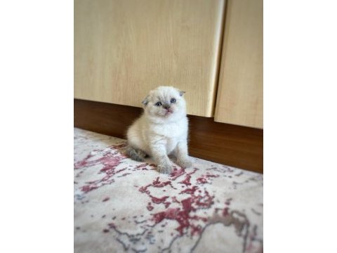 A kalite scottish fold erkek