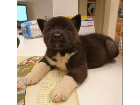 Amerikan akita yavrularımız