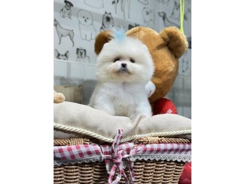 Pomeranian boo yavrular orjinal safkan