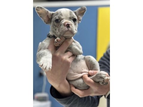 French bulldog iki aylık köpeğimiz
