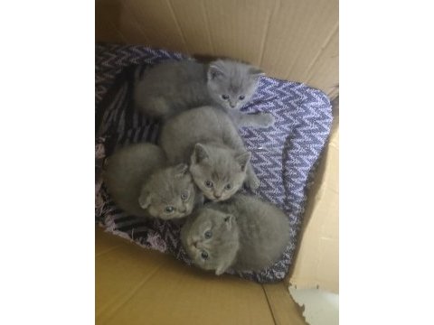 Orjinal şecereli kediler yuvalarını arıyor