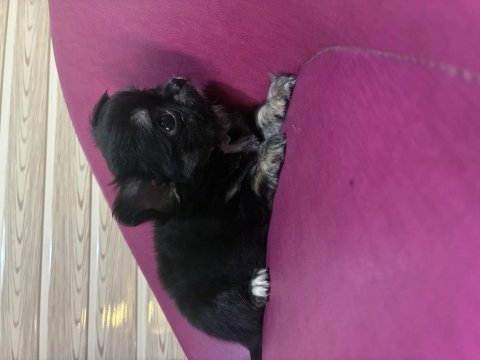 Chihuahua köpeği