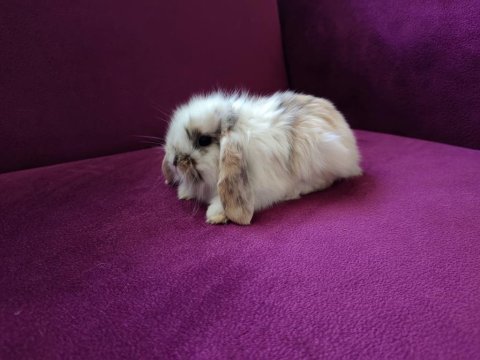 Kayseriden evcil sevimli lop tavşanlar