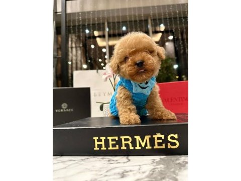 En güzel orjinal teacup yavrular maltipoo