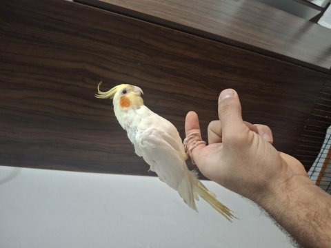 Uygun fiyatlı takım sultan papağanı