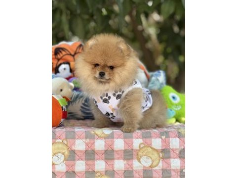 Fci şecereli pomeranian teddy