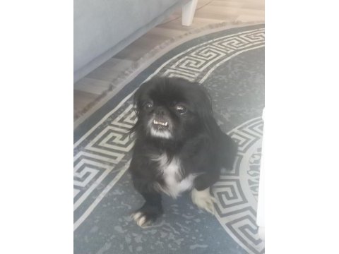 Sahiplendirme köpeğimize iyi bir yuva arıyoruz