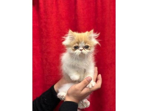 Exotic shorthair yavrularımız