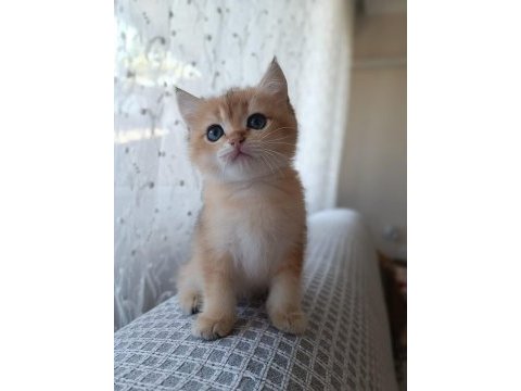 Golden bebekler british shorthair