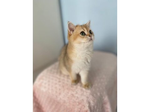 Bal boncuğu british shorthair bebeğim