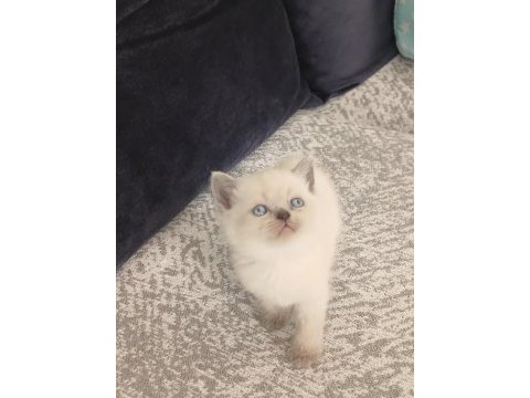 33 günlük british shorthair yavrularımız