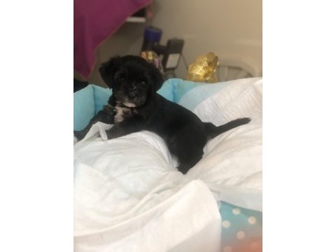 Morkie yavrularımız teslime hazır