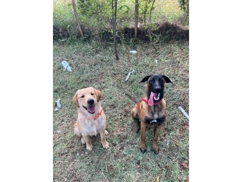 Saf kan malinois ve golden