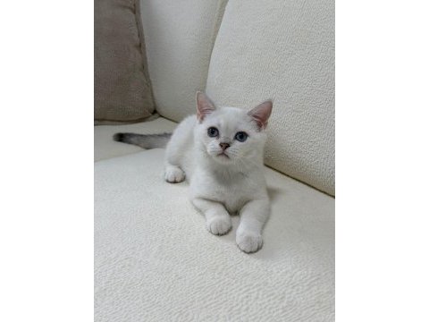 Anne altından safkan mavi göz dişi british shorthair