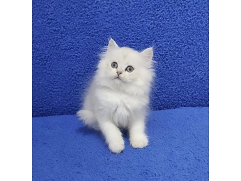 Longhair teslime hazır yavrumuz buyrun 