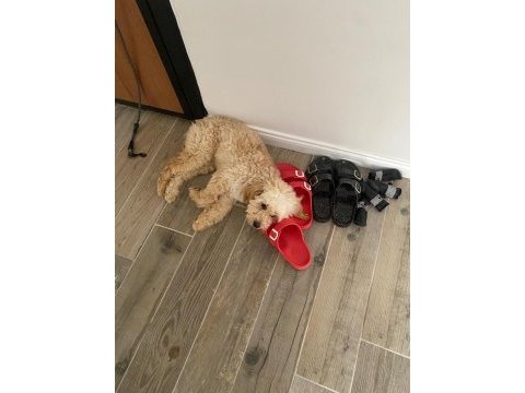 4 aylık golden doodle eğitimli uysal