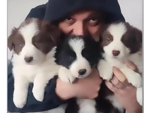 Çok iyi border collie yavruları