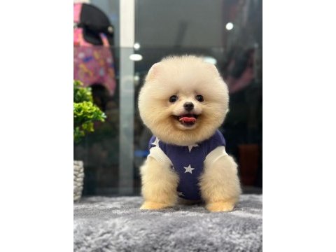 A+ kalite güzellik pomeranian bebekler