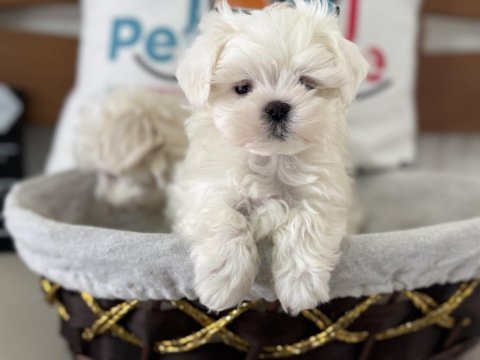 Ultra kalite tea cup kore kan maltese yavrumuz