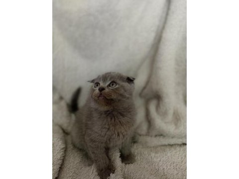 Safkan scottish fold