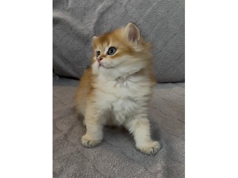 Yakışıklı safkan bir golden british longhair prens