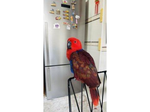 Eclectus papağanı