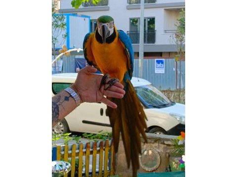 Full evcil sarı lacivert macaw papağanımız gelmiştir