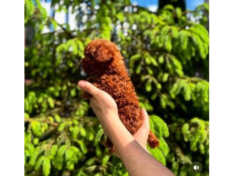 Toy poodle yavrularımız | ırk & sağlık garantili